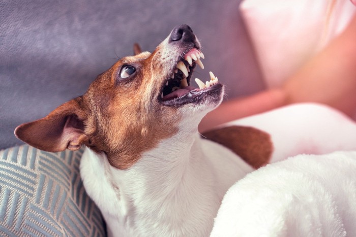 歯を剥き出して威嚇している犬