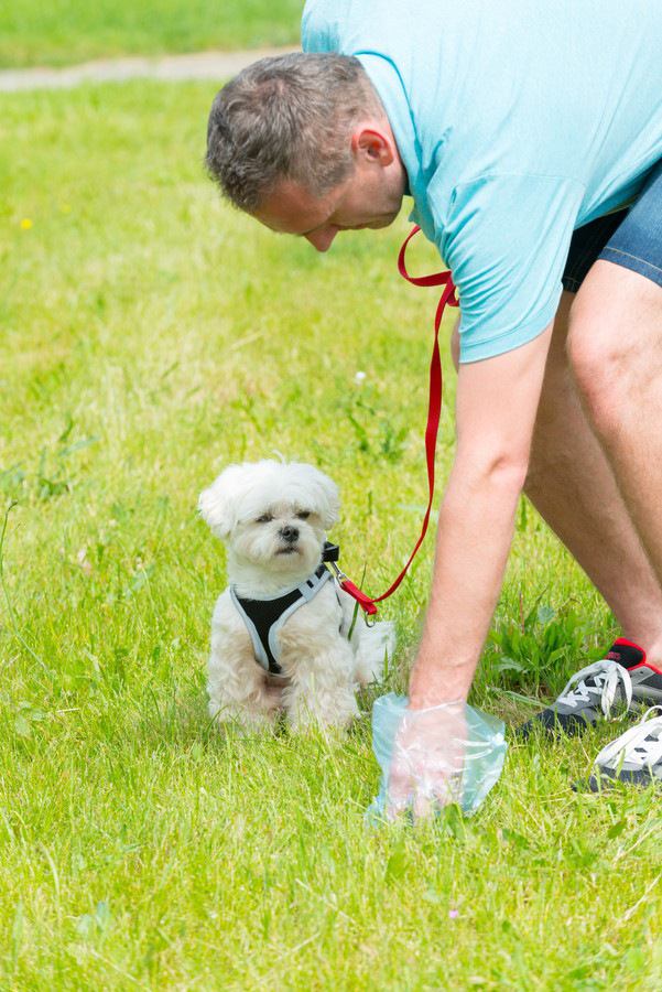 フンの後始末をする男性と白い犬