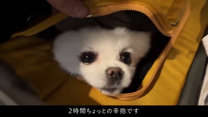 リュックから顔を出すマヨちゃん