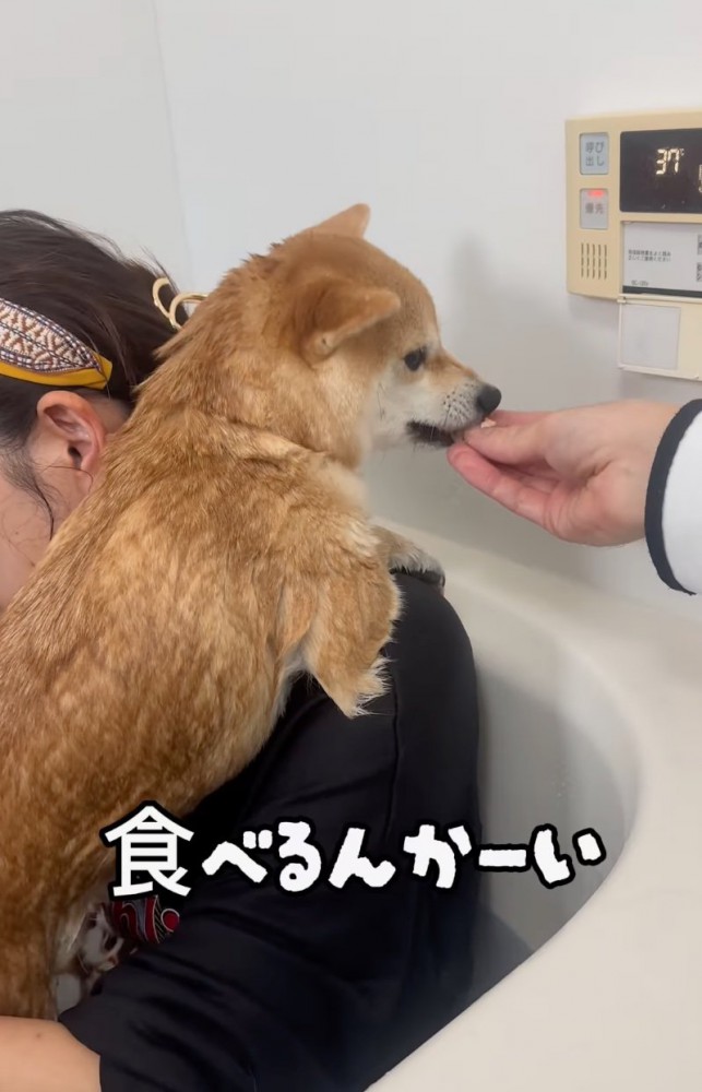 おやつをもらう柴犬