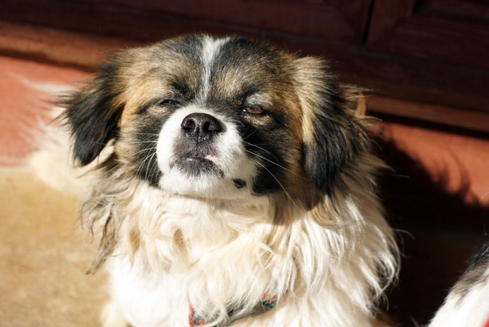 日差しを浴びて眩しそうな表情の犬