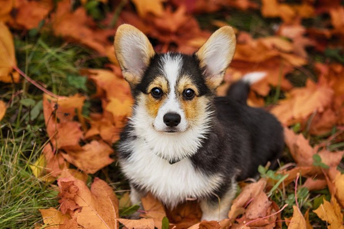 此方を見る犬