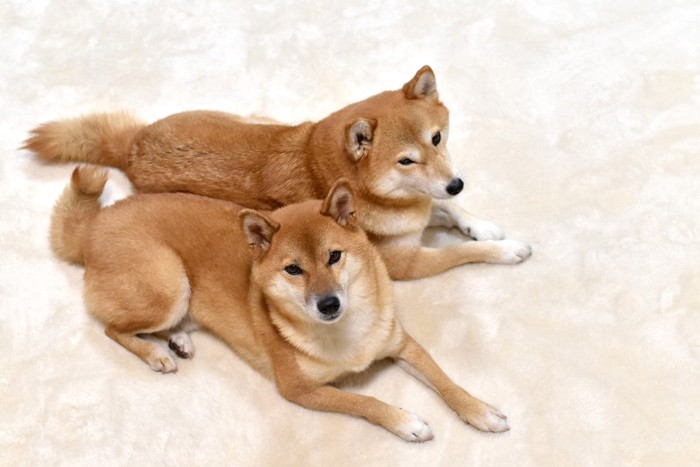 2頭の柴犬