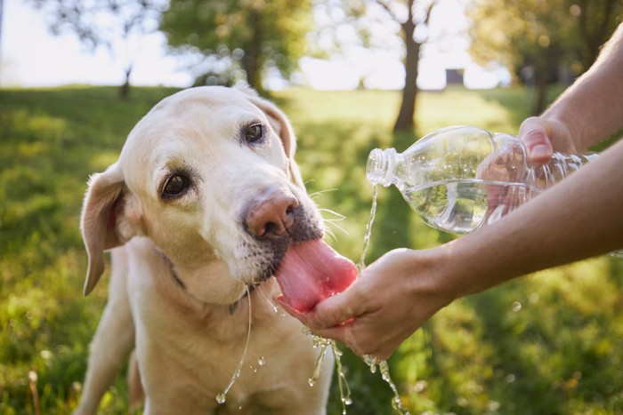 水を飲む犬