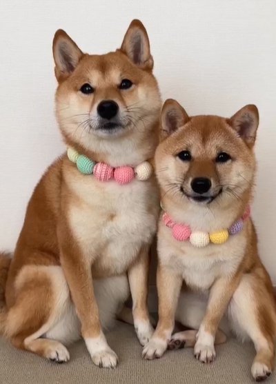 並ぶ姉妹犬