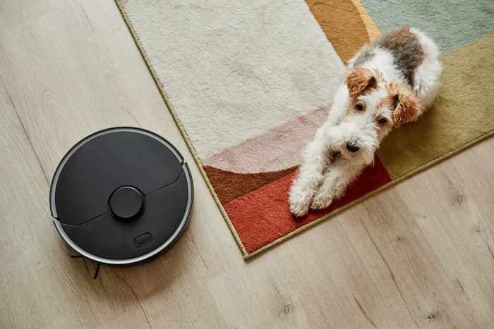 カーペットと犬と黒いお掃除ロボット