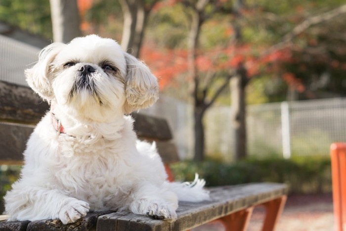 休憩する犬