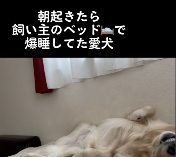 トリッシュちゃんがいる…