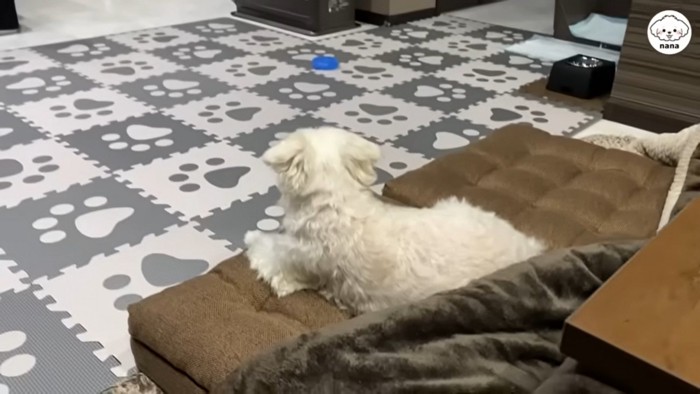 パパさんの帰りを待つナナくん⑩