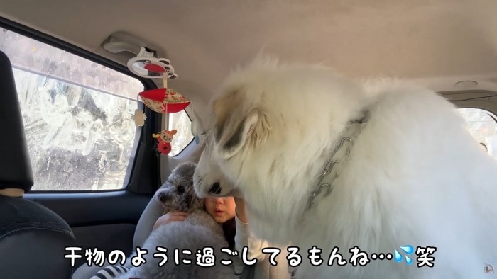 寂しそうな大型犬と子供