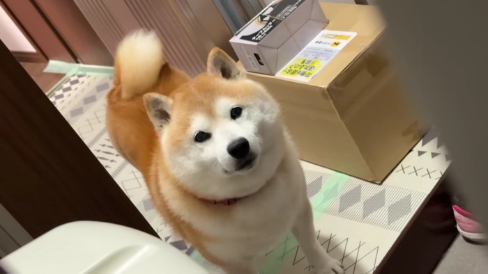 尻尾をフリフリ♪