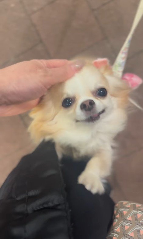 お迎えに来てくれたプティちゃん5