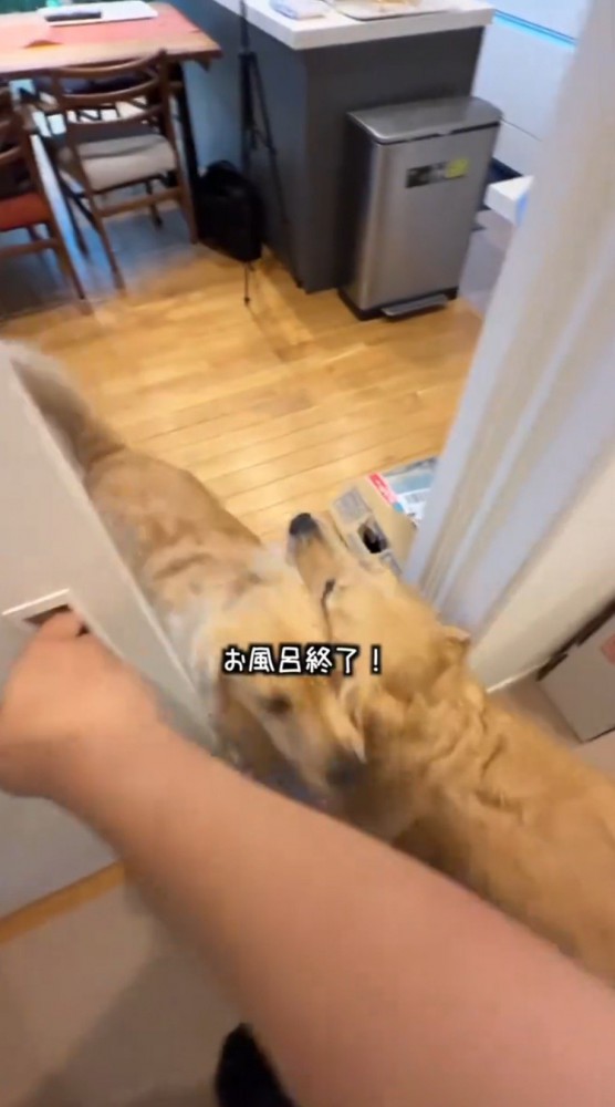 ドアの前ですれ違う2匹の犬