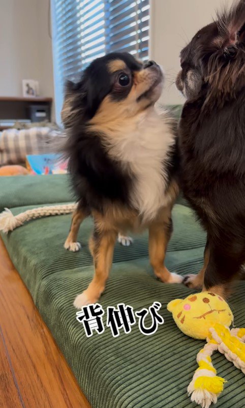 追い詰められたしょうぶ君の行動⑩