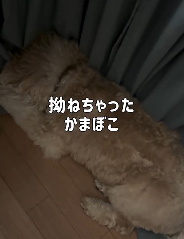 拗ねたかまぼこちゃん