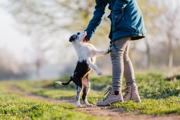 飛びつく犬