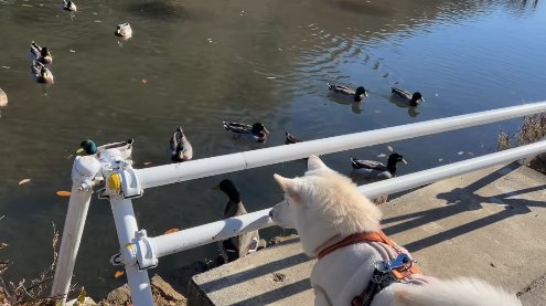 白いガードの後ろから池を見つめる犬（カモ多数）