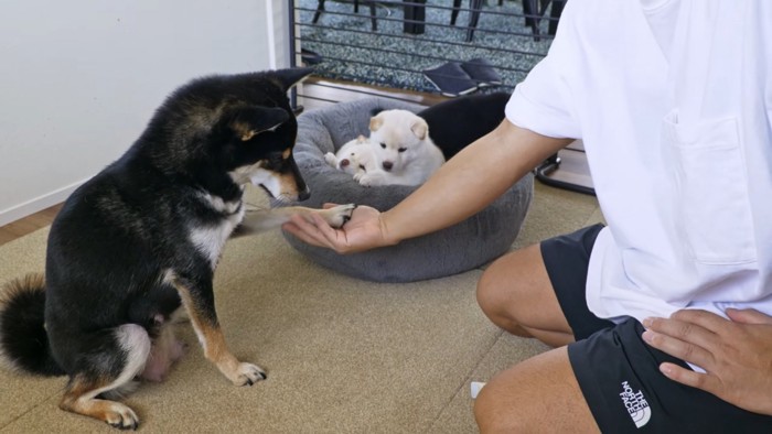 「ママのやることよく見てなさい」