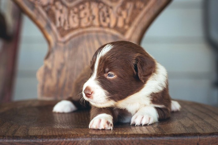 椅子の上に座る犬