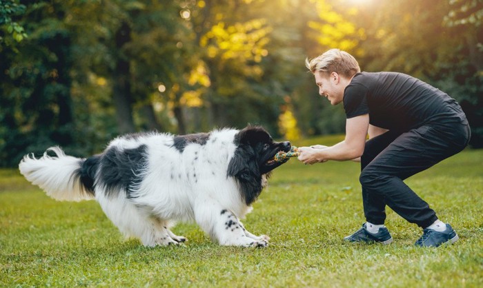 引っ張りっこで遊ぶ男性と大型犬