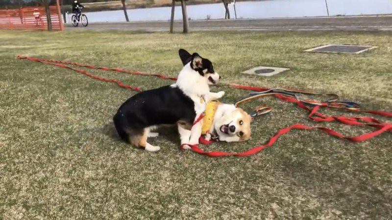 黒い犬がコーギーの上に乗る