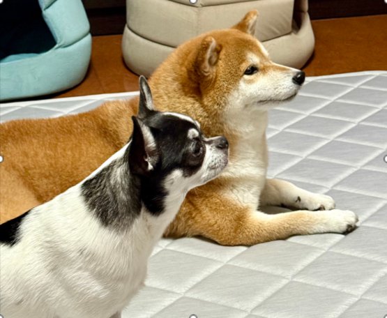 最高の相棒