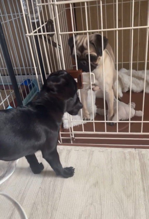 おはぎちゃん&ちまき君の脱走劇3