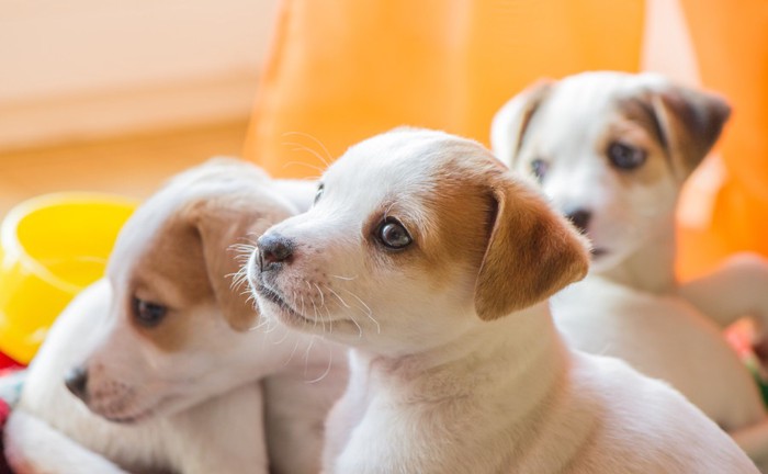 3匹の子犬