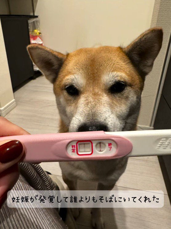 妊娠検査薬を持つ女性を見つめる茶色い犬