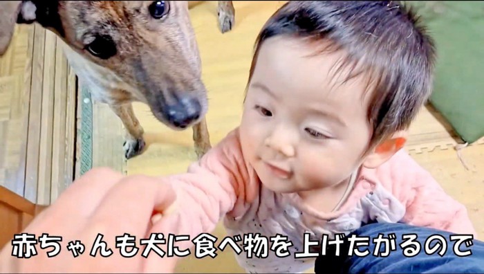 親から犬のおやつを受け取る赤ちゃん