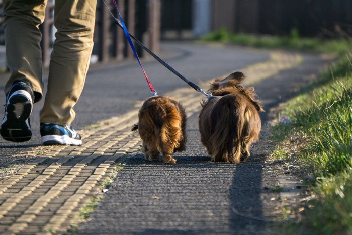 お散歩する飼い主とダックスの後ろ姿