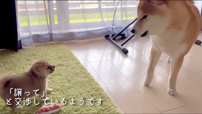 赤ちゃん犬に話しかけるように吠える柴犬