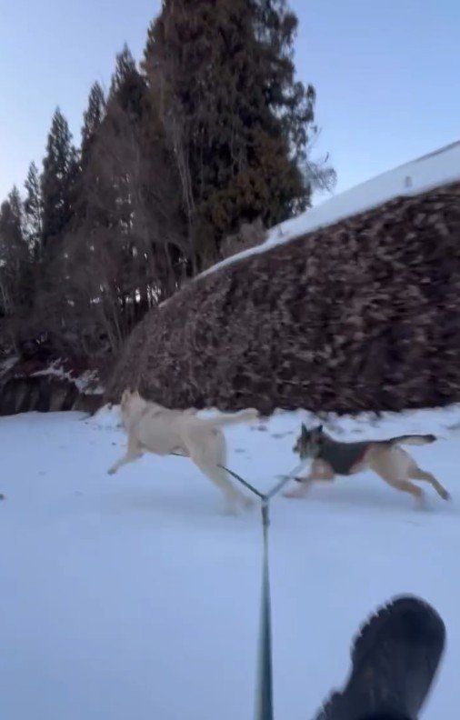 ソリを引いてダッシュ！