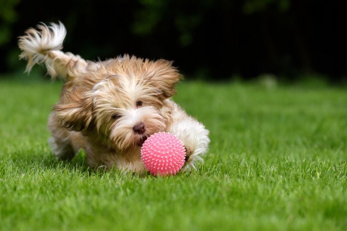 ボールで遊ぶ犬