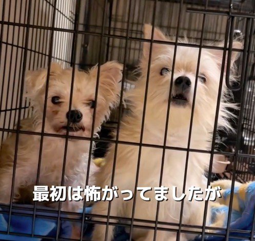 ケージの中からカメラを見つめる犬