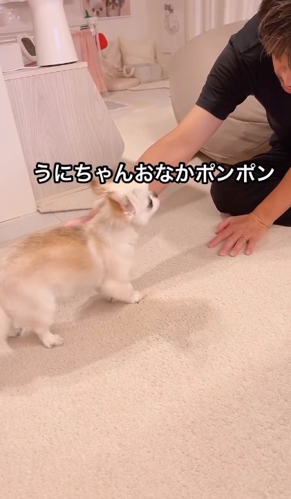 パパにお腹を触られるうにちゃん