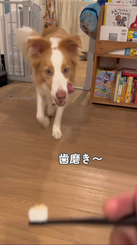 歯ブラシめがけて歩いてくるボーダーコリー