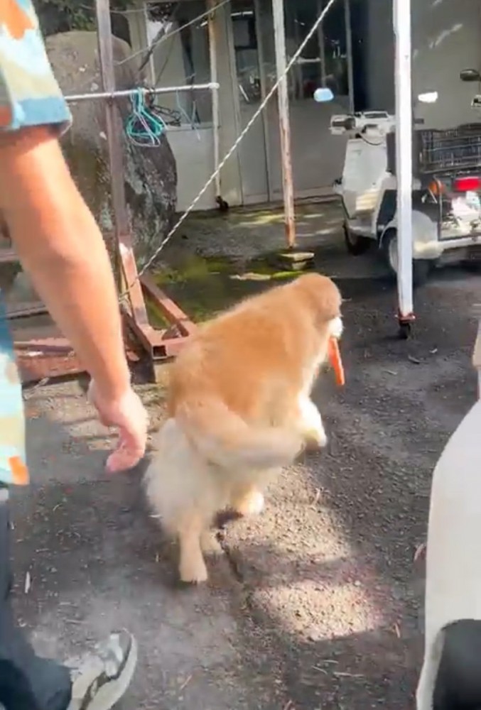 にんじんを持ち去る犬