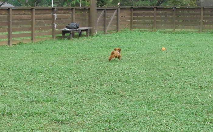 ドッグランの愛犬