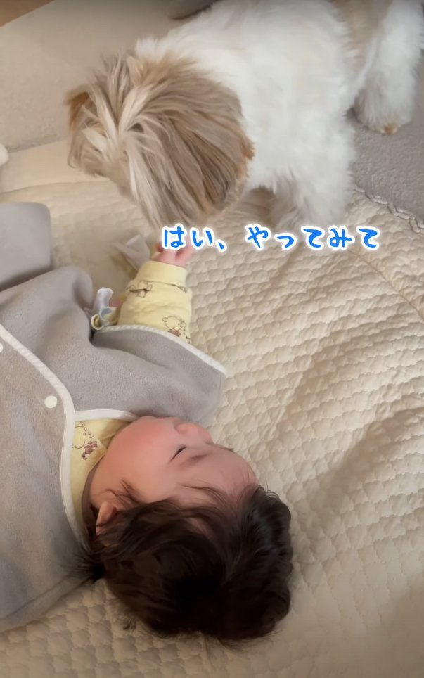 赤ちゃんの近くで俯いている犬「はい、やってみて」