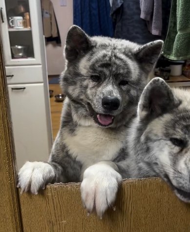 ニコニコで飼い主さんの帰宅を喜ぶ秋田犬