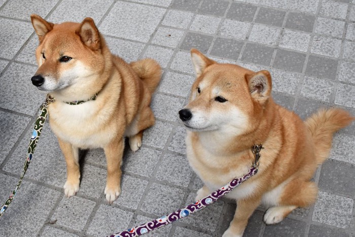 飼い主の指示で待つ二匹の犬