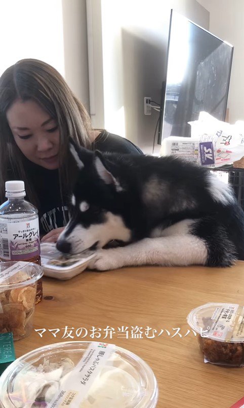 お弁当を盗む豆蔵くん2