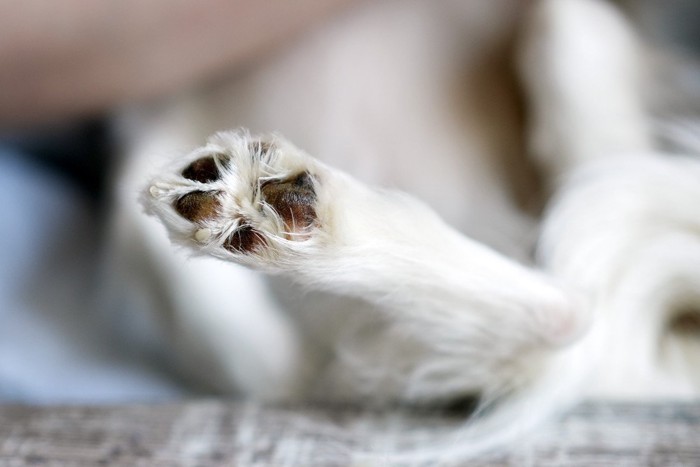 白い犬、足の肉球