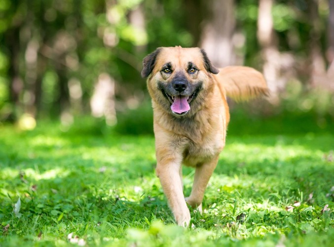 笑顔で歩いてくる犬