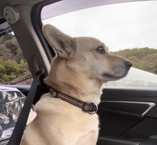 前方を一点に見つめる犬