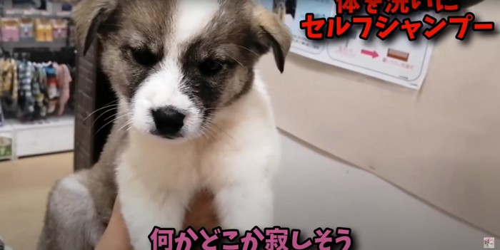 うつろな目をした雑種の子犬