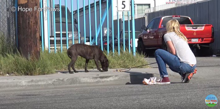 ワイヤリードに近づく犬