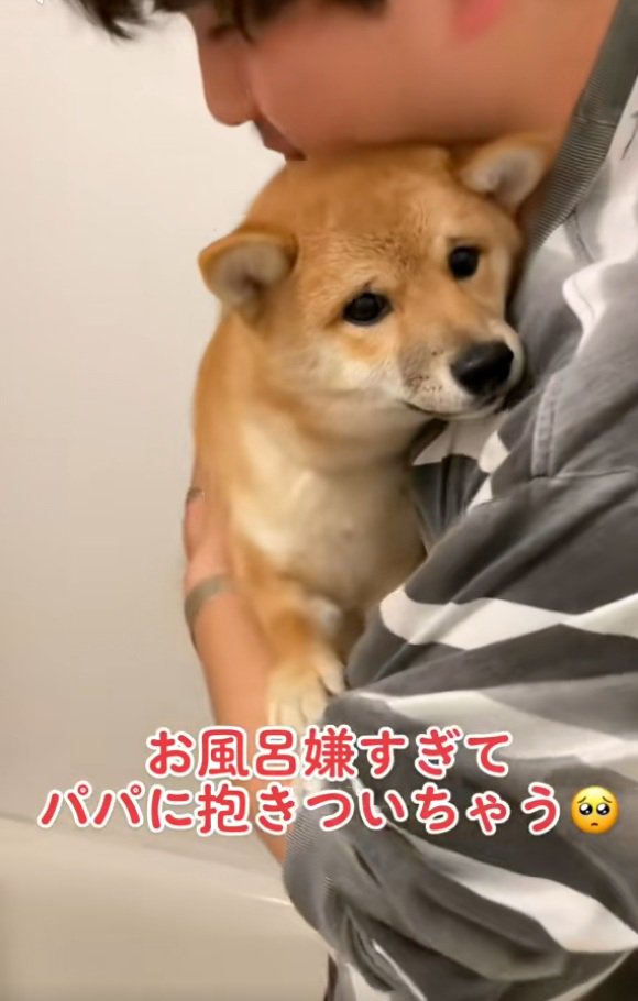 困り顔のまろ君