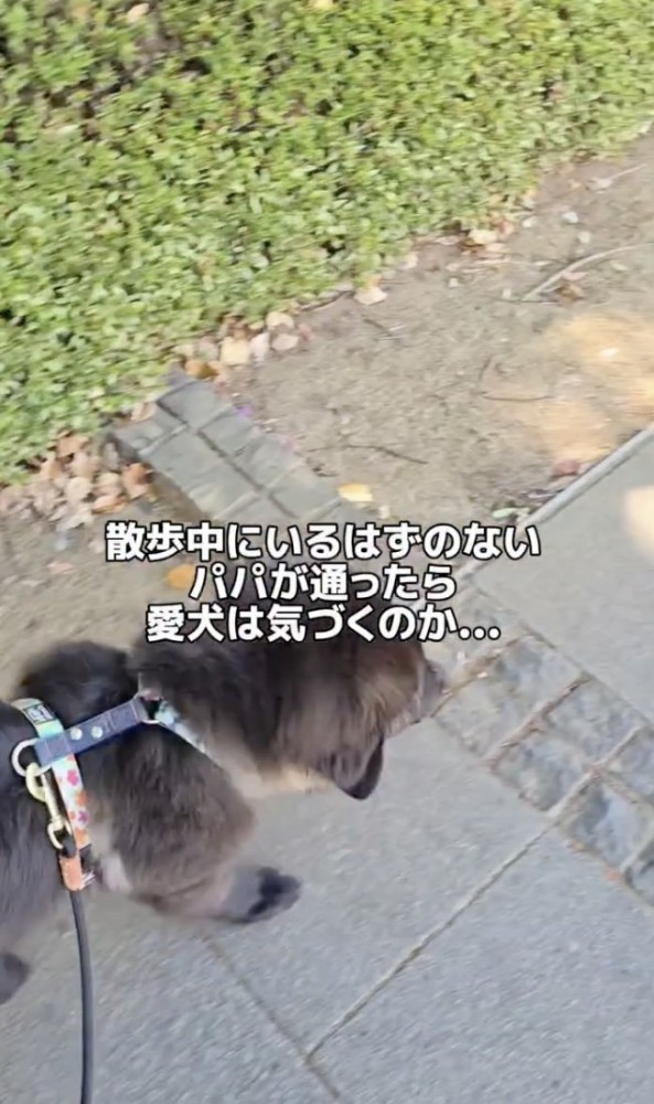 まだまだ子犬のクララちゃん